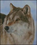 (image for) Grey Wolf